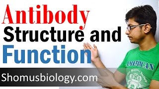Antibody structure and function