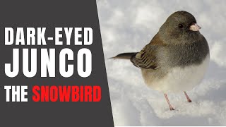 DARK-EYED JUNCOS – Fun Facts about their Winter Habits