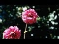 How to Grow Dahlias | At Home With P. Allen Smith