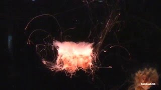 Lion's Mane Jellyfish ( Cyanea capillata ) So Cool!