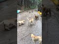 dogs meets group of monkeys