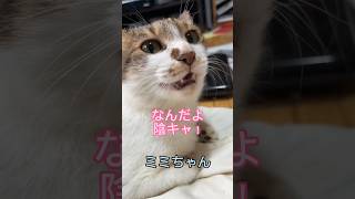 女王猫ミミ様による飼い主への毒舌総集編#shorts