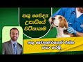 Veterinary Medicine ගැන හැමදේම දැනගමු..