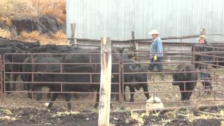 Low Stress Cattle Handling - Lakeland Group