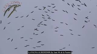 Cigüeña blanca (Ciconia ciconia). Migración postnupcial de 2020.