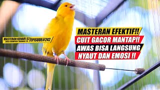 #242 Masteran Suara Burung Kenari Gacor Panjang cuit cuit Ngerol untuk Pancingan Kenari! [S2]