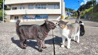 フェリー乗り場で出会った猫ちゃん、島を案内すると歩き出したので付いていってみた