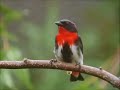 mistletoe bird