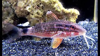 ホウライヒメジ　Whitesanddle goatfish　Parupeneus ciliatus