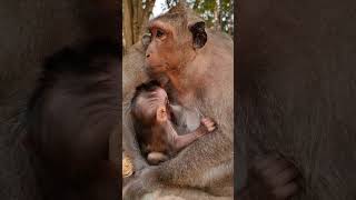 Lovely baby monkey \u0026 real mom to care #shorts