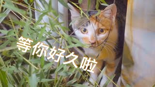 【D梦】投喂流浪猫，小三花猫吃饱后在树丛中探头探脑，太可爱了（流浪猫喂食记125）