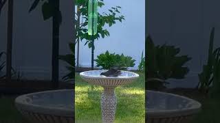 Robin Taking A Bath In The Birdbath Shorts
