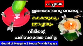 😱 പപ്പായ കറ ഞെട്ടിച്ചല്ലോ!! ഒരു പപ്പായ മതി,ഈച്ചയും കൊതുകും കൂട്ടത്തോടെ ചത്തുവീഴും#mosquitorepellent