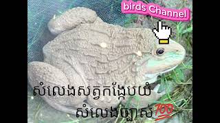 នេះជាសំលេងសត្វកង្កែបយំ នឹកឃើញពេលមានភ្លៀងធ្លាក់។