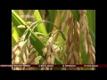 yuan longping father of hybrid rice aims to raise rice production