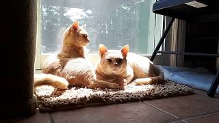 Sunshine Cats