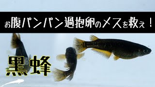 メダカ飼育 メダカのお腹 パンパン 過抱卵のメスを救え！【メダカ飼育 058】