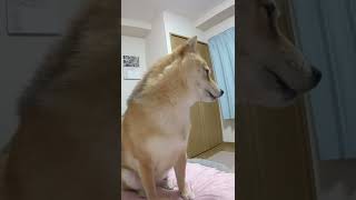 雷が怖くて飼い主を起こしに来る豆柴こむぎ#Shorts