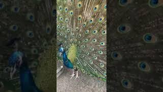 くじやく 鳴き声Peacock cry孔雀叫声Dance Display peahen Peacocks Opening Feathers HD \u0026 Bird Sound