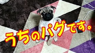 うちのパグ（子犬） 笑えるほど、落ち着きがないんですけど（笑） Puppy Pug.