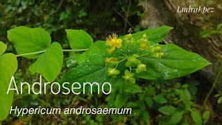 Androsemo - Curatodo ( Hypericum androsaemum)