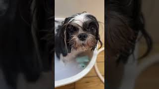 いい湯だな♬ワンコのお風呂【15秒動画】the bath feels good♪ dog. #shorts