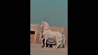 The Most Beautiful White Nukra Horse of Pakistan || Top Blood lines at Pakistan Horse Farm #horse