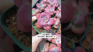 65 #多肉#多肉植物#奥普琳娜#奥普琳娜多肉#奥普琳娜老桩 #爱生活爱养花#桃蛋#奶酪#美人系列#一花一草一世界