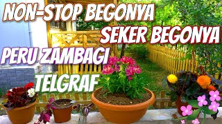 YENİ ÇİÇEKLER ALDIM !! (NONSTOP \u0026 ŞEKER BEGONYA // PERU ZAMBAĞI // TELGRAF ÇİÇEĞİ)