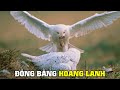 Thiên Nhiên Hoang Dã Đồng Bằng Bắc Cực | Khám Phá Thế Giới Động Vật Hoang Dã