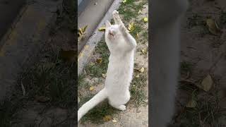 小白妹总是高冷地佯装自己不爱玩play with stray cats #野猫三剑客 #cat #catvideos #straycat #流浪猫 #流浪動物 #猫 #猫咪 #pets