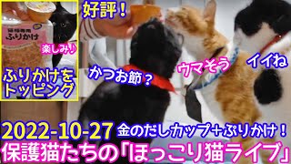 2022ｰ10−27 保護猫たちの「ほっこり猫ライブ」ハッチ＆マック＋黒猫めめ Cat live Stream in Japan -Cat Life TV