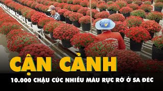 Cận cảnh khu vườn 10.000 chậu cúc nhiều màu rực rỡ ở Sa Đéc