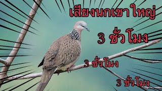 [เสียงนกเขา] #ต่อนกเขายาว 3 ชม.