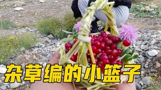 用杂草编了一个小篮子，装上野果和野花，送给谁好呢【流浪的独孤老狼】