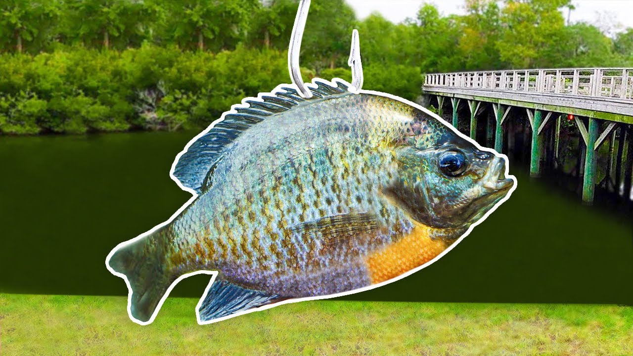 Fishing W/ GIANT Livebait For MONSTER Fish! - YouTube