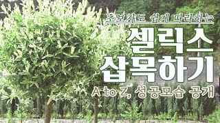 초보자도 쉽게 따라하는 셀릭스 삽목 - 3개월의 기록 | 화이트핑크셀릭스 플라밍고셀릭스