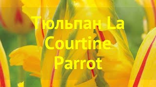 Тюльпан обыкновенный Ла Кортине Паррот. Краткий обзор, описание tulipa La Courtine Parrot