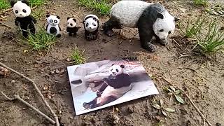 Remembering Lin Hui, a 🐼 Panda That Died on April 19th at Age Twenty One. No More Panda Diplomacy! A