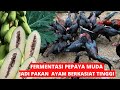 TERBARU !! CARA FERMENTASI PEPAYA MUDA JADI PAKAN AYAM BERKULITAS TINGGI