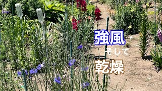 まるおの母　まるこの宿根草と低木の庭　2024 05 25 爽やかな早朝から一転、強風吹きまくりの庭。源平シモツケ咲き始めました。アリューム  パープルカイラとピンクジュエルの花を✂️しました。