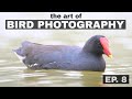 Good photo or great photo? The Art of Bird Photography (Episode 8)