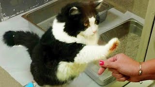 Shelter Cat Keeps Holding Its Paw Up, Begging To Be Adopted. What Happens Next Is Shocking!