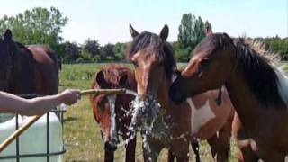 Veulens; Toen en Nu \u0026 Spelen met Water