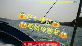 煲驚船竿-香港釣魚-在七星排被鯊魚襲擊