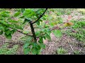PRUNING FRUIT TREES  BEST SHAPES for SIZE and PRODUCTION