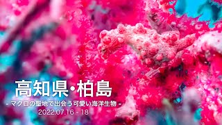 高知県・柏島でダイビング-マクロの聖地で出会う可愛い海洋生物-