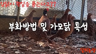 꿩 부화 방법 및 가모닭 특성!! 부화기 저리가라~암닭이 품는다.