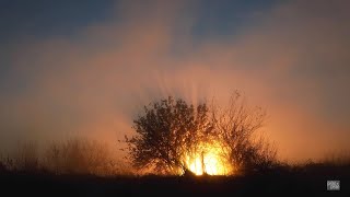 【4K】栃木・冬の渡良瀬遊水地「燃える樹」  Winter marsh - Trees illuminated by the morning sun