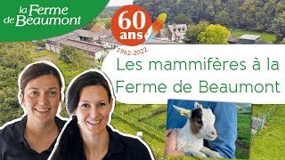 Les mammifères à la Ferme de Beaumont • 60 ans ça se fête !